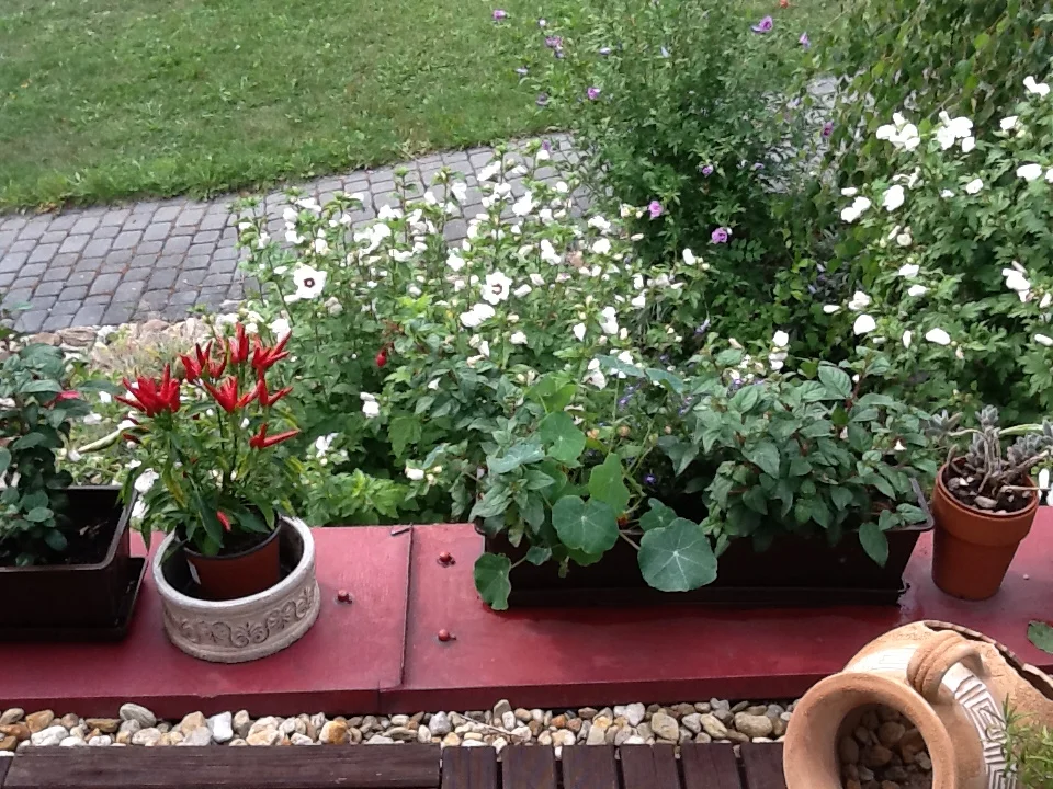 HORTICULTURAL THERAPY