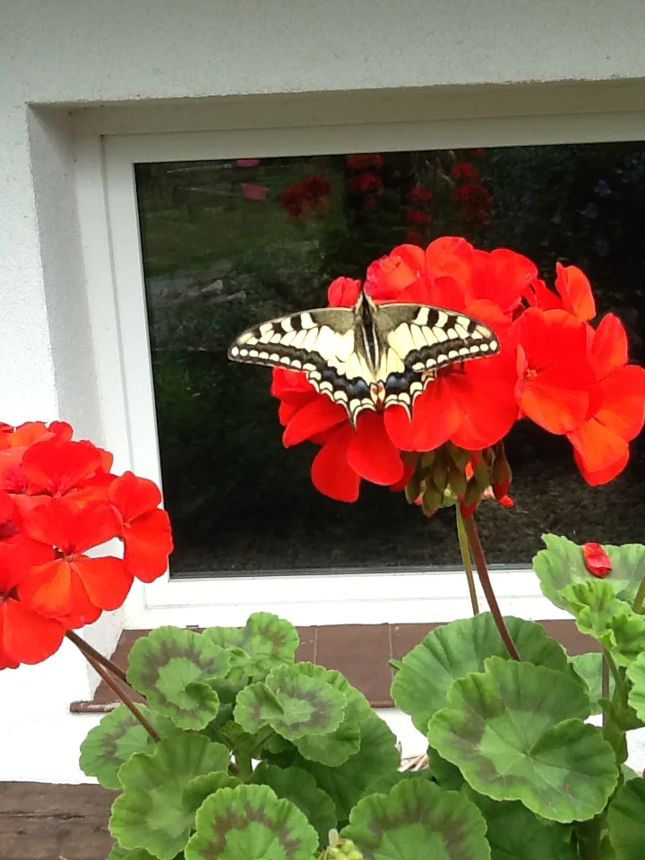 HORTICULTURAL THERAPY