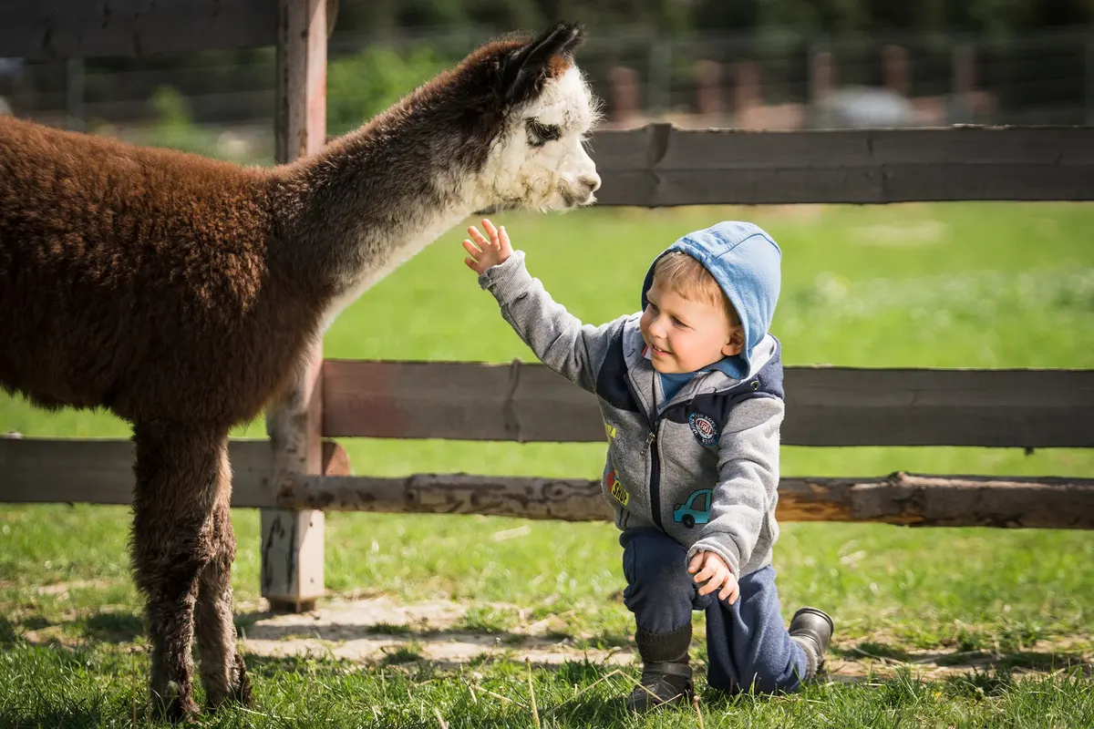 ALPACA THERAPY