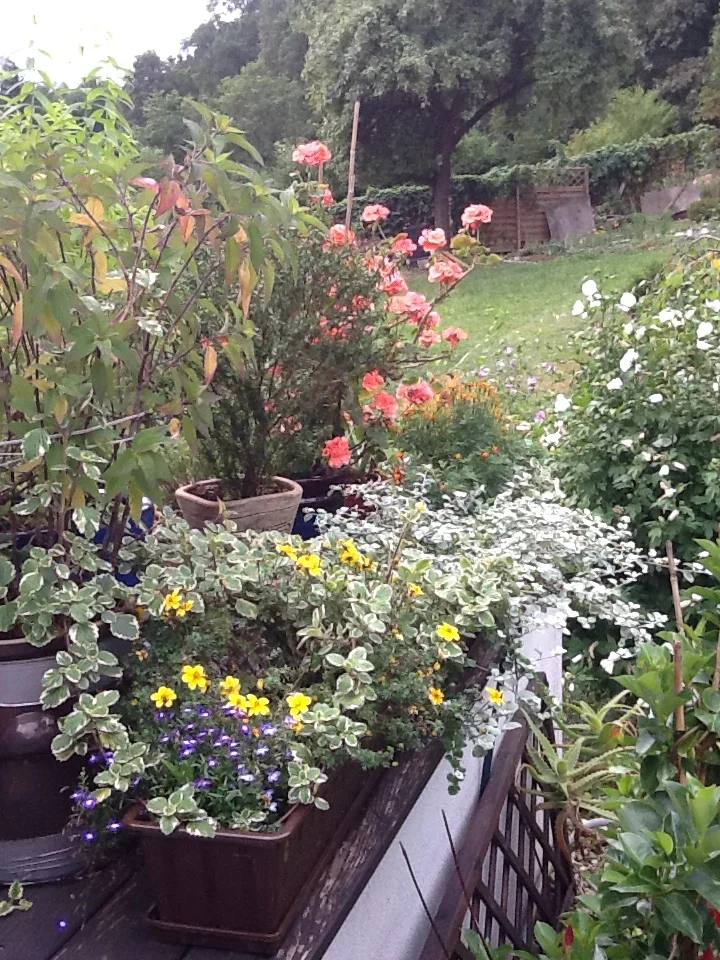 HORTICULTURAL THERAPY