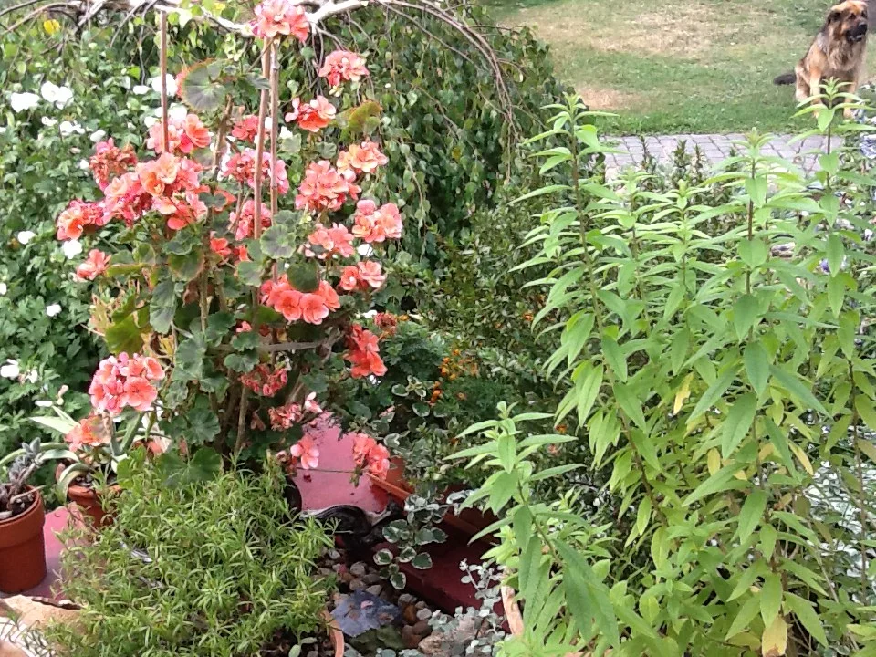 HORTICULTURAL THERAPY