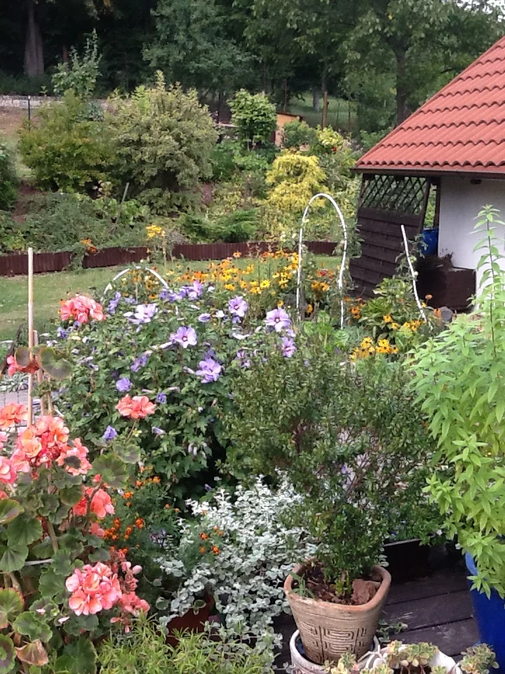 HORTICULTURAL THERAPY