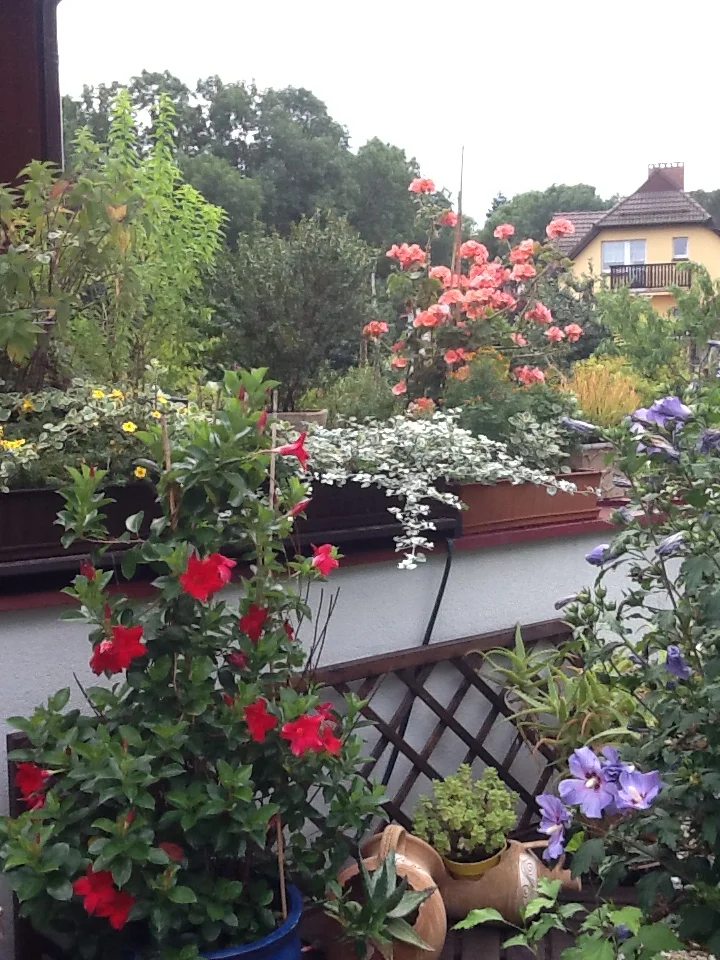 HORTICULTURAL THERAPY