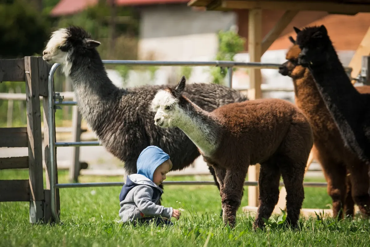 ALPACA THERAPY