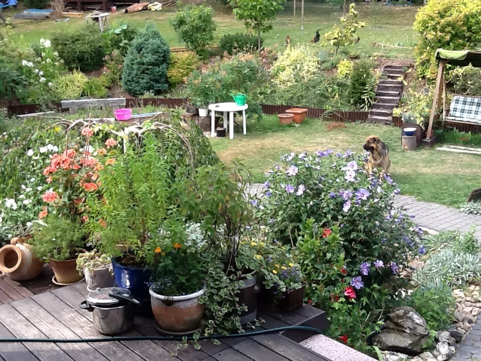 HORTICULTURAL THERAPY